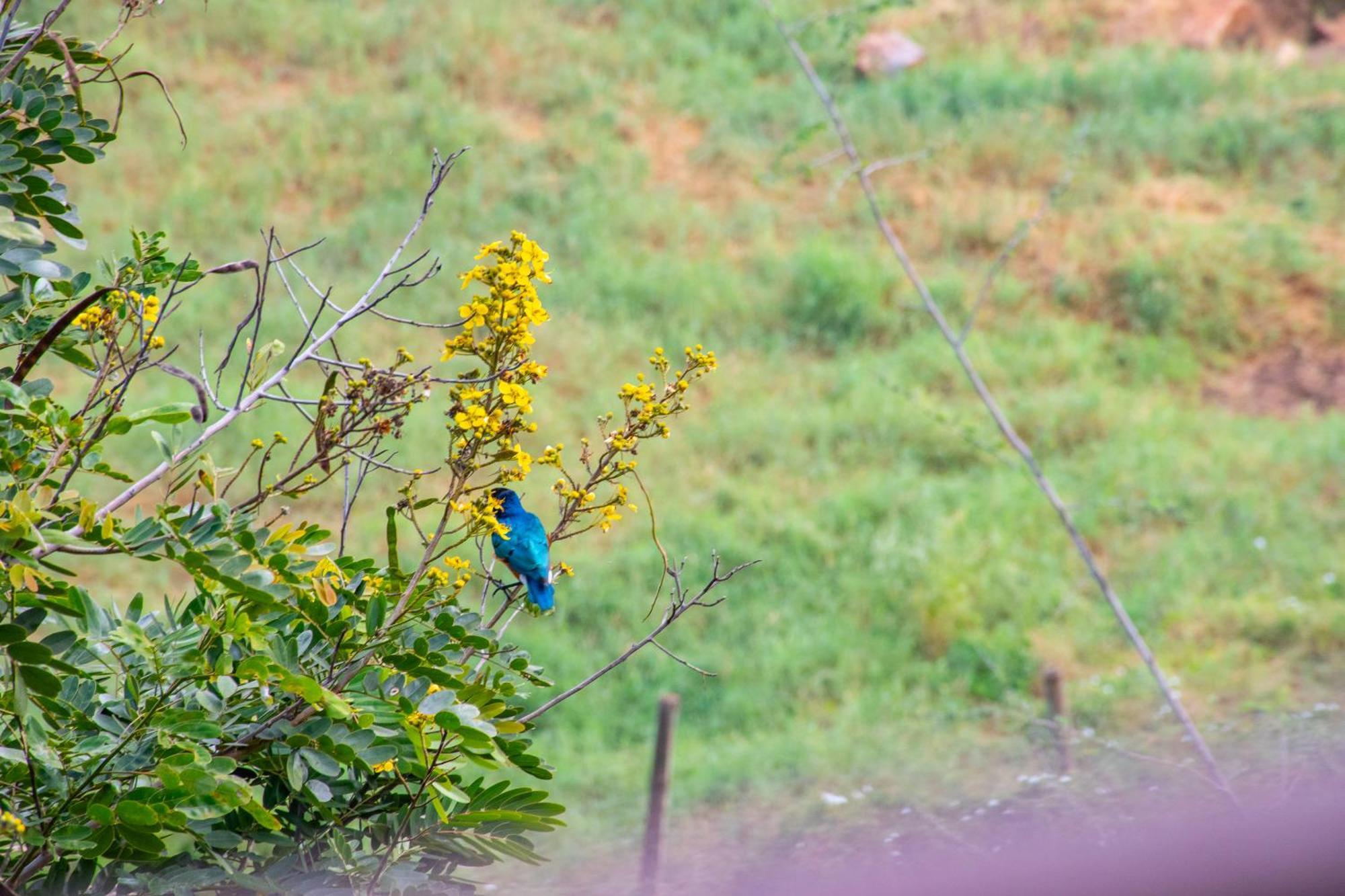 Voi Safari Lodge Luaran gambar