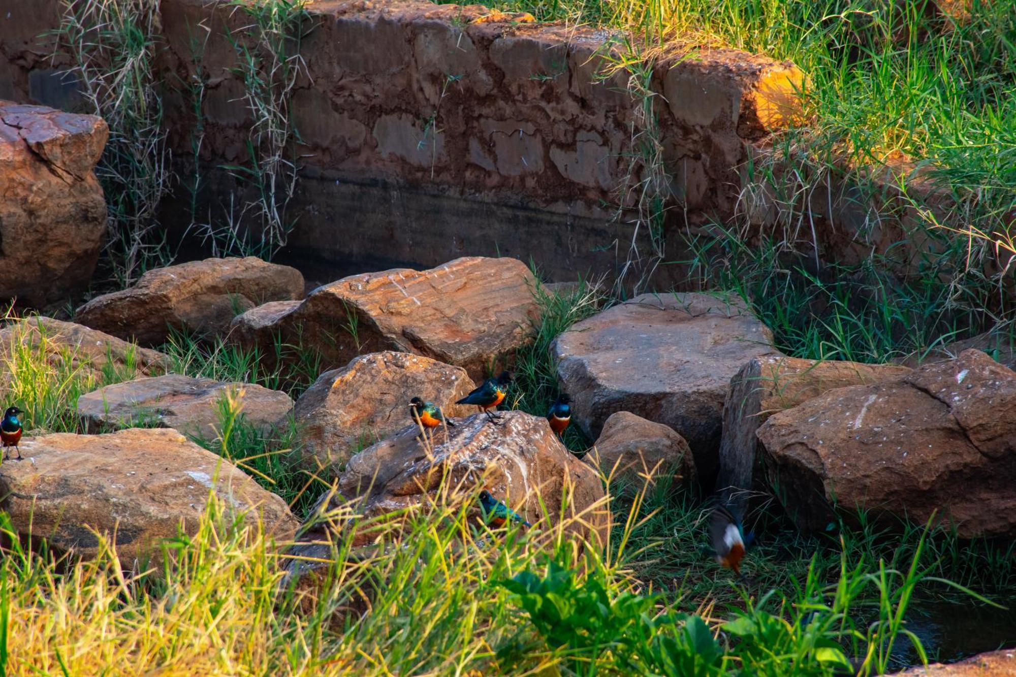 Voi Safari Lodge Luaran gambar